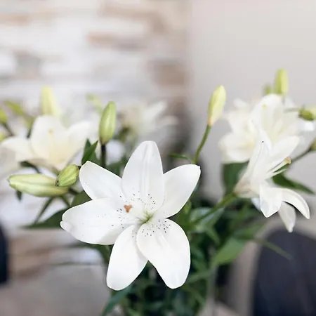 Daire Montesa With Free Parking And Balcony